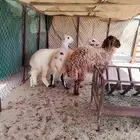 3 رخال طيبه وحده عربية حمراء و 2 حريات فل