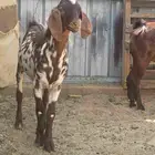 تيس مشروع فحل