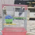 طيور روز للبيع