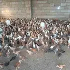 دجاج بلدي جاهز للبيع