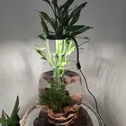 فازة سمكة الفايتر