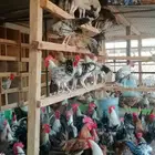 ديوك فحول ودجاج بلدي بشاير