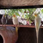 ذكر كروان واولد اولده في وحده انثا وفني غير معروف لانثا حقته