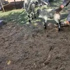 رفيديه والد بريده