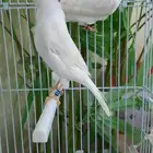 جوز وايت ستنايت