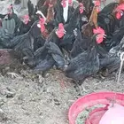 ديكه 6 شهور بالوان مختلفه