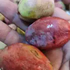 لوز قطيفي أحمر ايس كريم