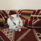 ارانب نذر لاند القزمي