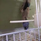 طيور روز جاهزين للإنتاج