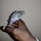 فرخ بادجي اليف