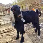 تيس فحل للبيع