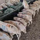 برابر صومالية مرابي بربري جذع وثني