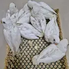 فروخ روز البينو والوان مختلفة ( غر )