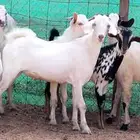 للبيع تيوس ليشيه سمان ومقفلات شحم