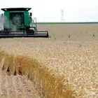 رخصة قمح 255 طن