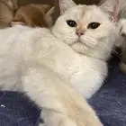 قطط ذكور و اناث بيع تصفيه ب اسعار مخفضه