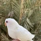 روز البينو اليف