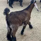 تيس ذبح طيب