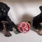 للبيع جراء يوركشاير صغيرة و لعوبة