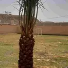 نخل جميع الانواع اخلاص صقعي هلالي منيفي