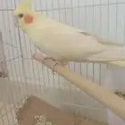 تم البيع تم البيع تم البيع