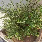 شجرة سدر
