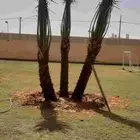 نخل جميع الانواع