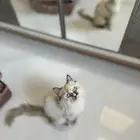 قطه للتبني ( تم التبني)