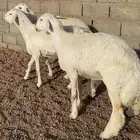 رخال حريات صنف منوة القاني(تم البيع)