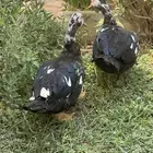 ذكور بط