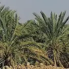 صيف مزرعه للبيع
