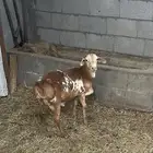 غنم بربري