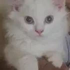 شيرازي هيمالايا انثى