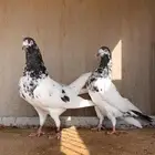 زوج تيدي