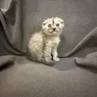 كيتن انثى سكوتش فولد
