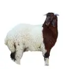 لاتاكل هم ذبيحة اتصل نصل