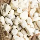 بذور التبلدي العملاق