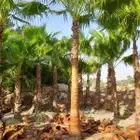 نخل واشنطني وشنطن واشنطونيا زينه للبيع