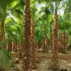 نخل وشنطن