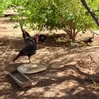 دجاج رومي للبيع