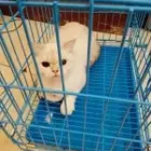 موصل طيور حيوانات اليفه امنات