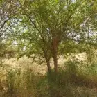 أشجار سدر وطلح ونخيل عربي ونخل واشنطني