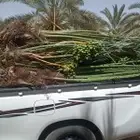 فسائل مثمرة جميع الانواع والأحجام