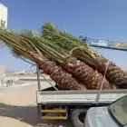 يوجد لدينا نخل للبيع