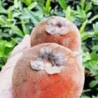 شتلات تفاح ويل ويت velvet apple
