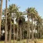 لتوريد جميع انواع النخيل المثمرة نحن نعمل في قلع وغرس وت