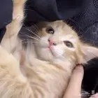 قط ذكر للبيع