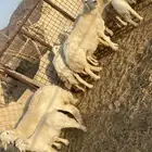 غنم حريات متابيع ودفيع