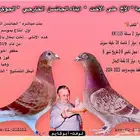 زاجل سباقات - خطوط الجانسن الثعالب الحمر
