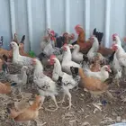 ديوك